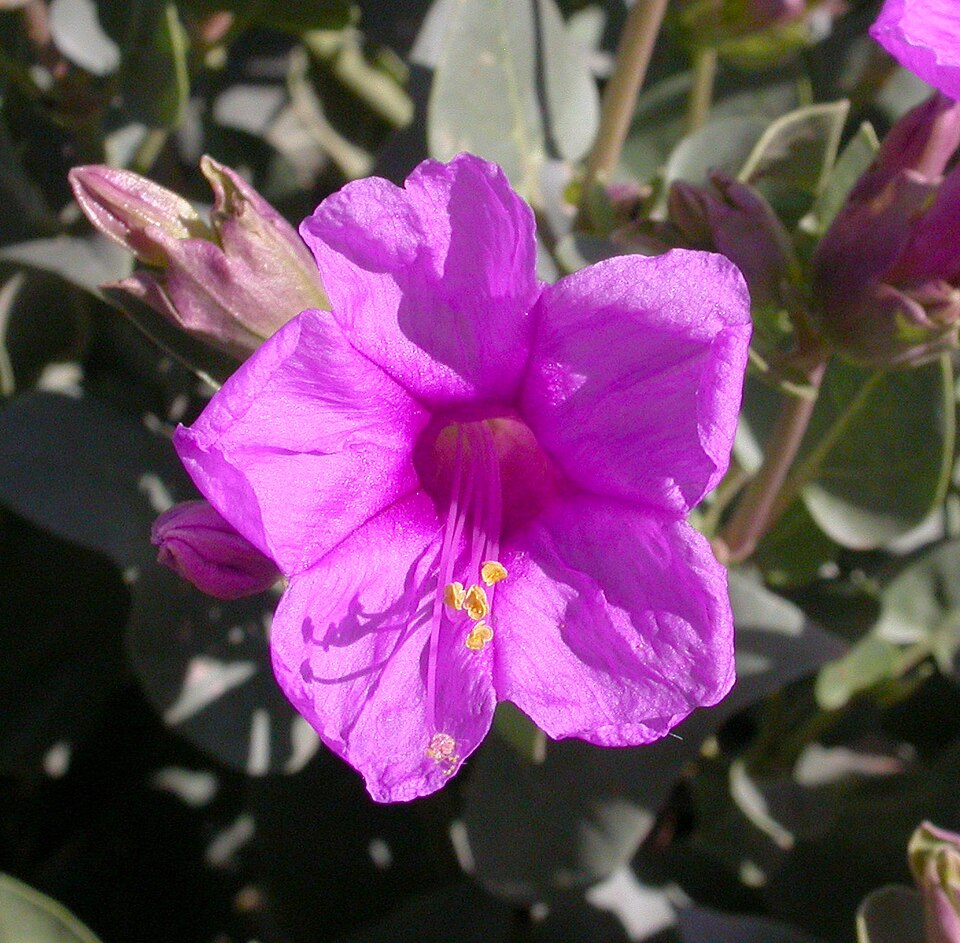 Mirabilis multiflora (Colorado Four o'Clock) (alternate view 6)