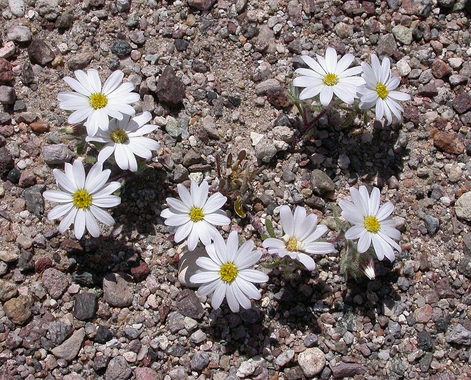 Monoptilon bellioides (Mojave desertstar) (alternate view 7)
