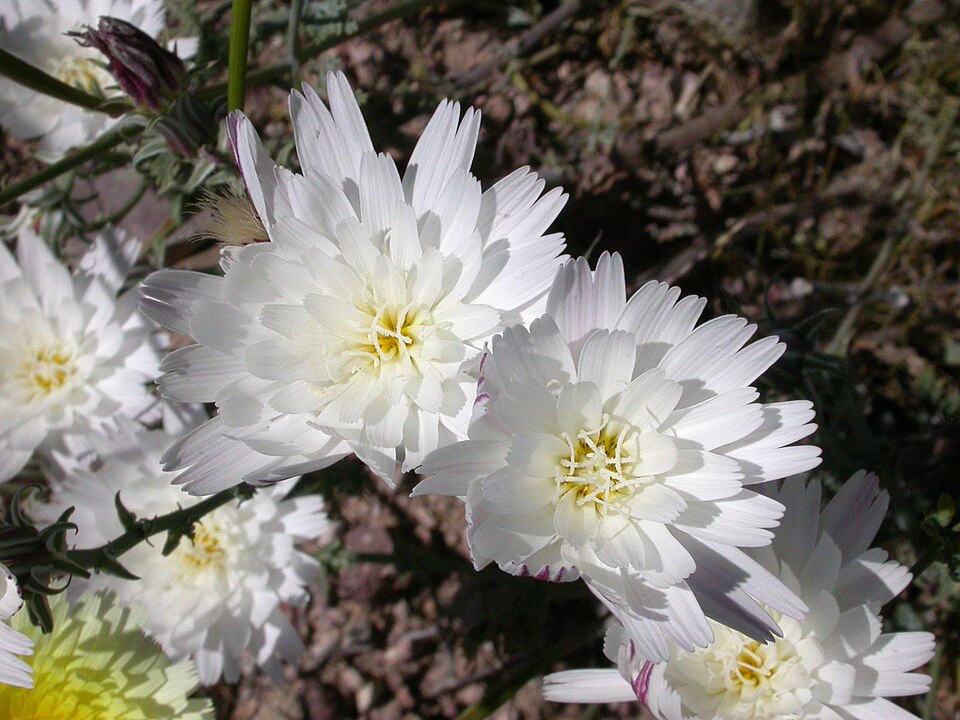 Rafinesquia neomexicana (Desert Chicory) (alternate view 8)
