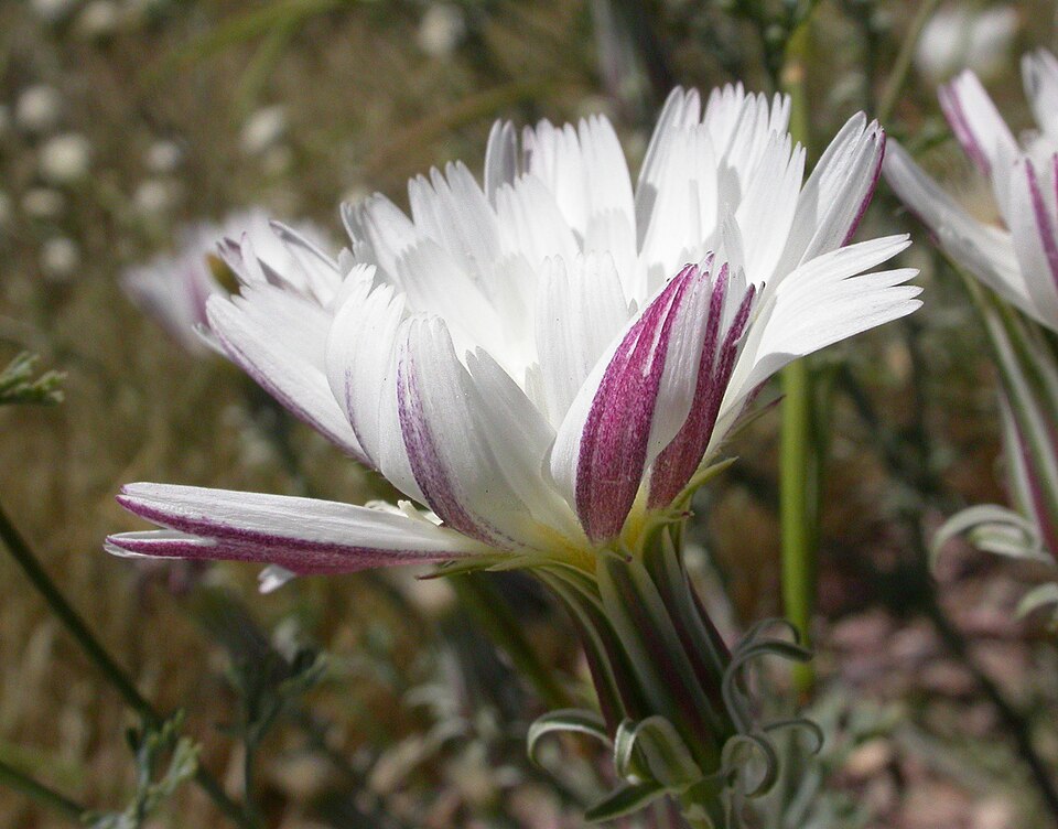 Rafinesquia neomexicana (Desert Chicory) (alternate view 9)