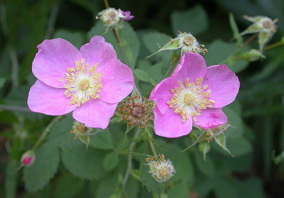 Rosa californica (California Wild Rose) (alternate view 2)