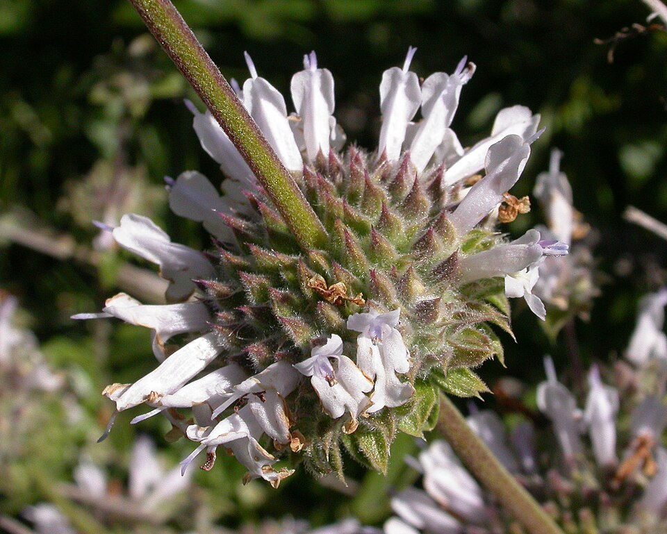 Salvia mellifera (black sage)