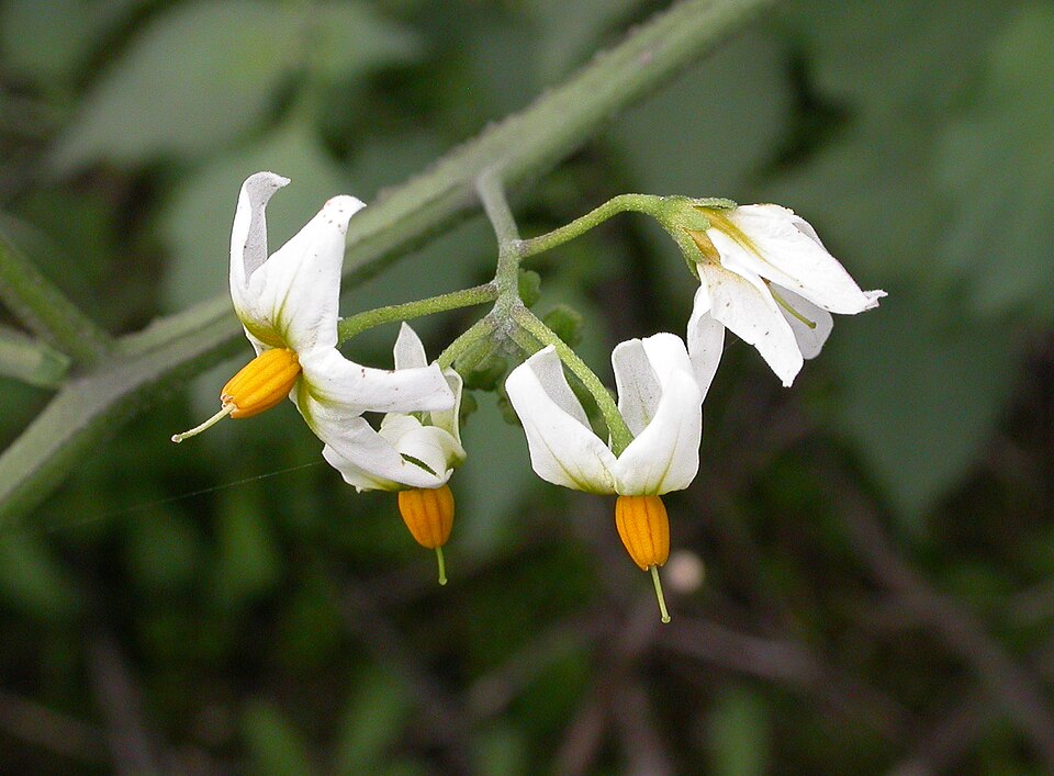 Solanum douglasii (greenspot nightshade)