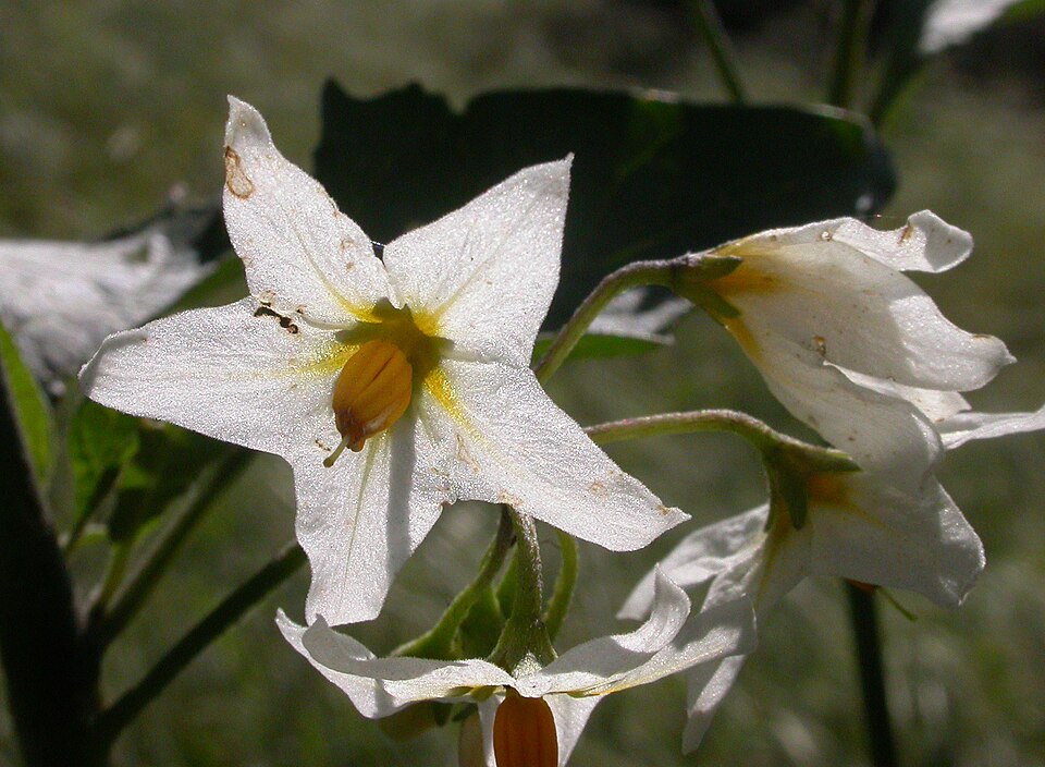 Solanum douglasii (greenspot nightshade) (alternate view 2)