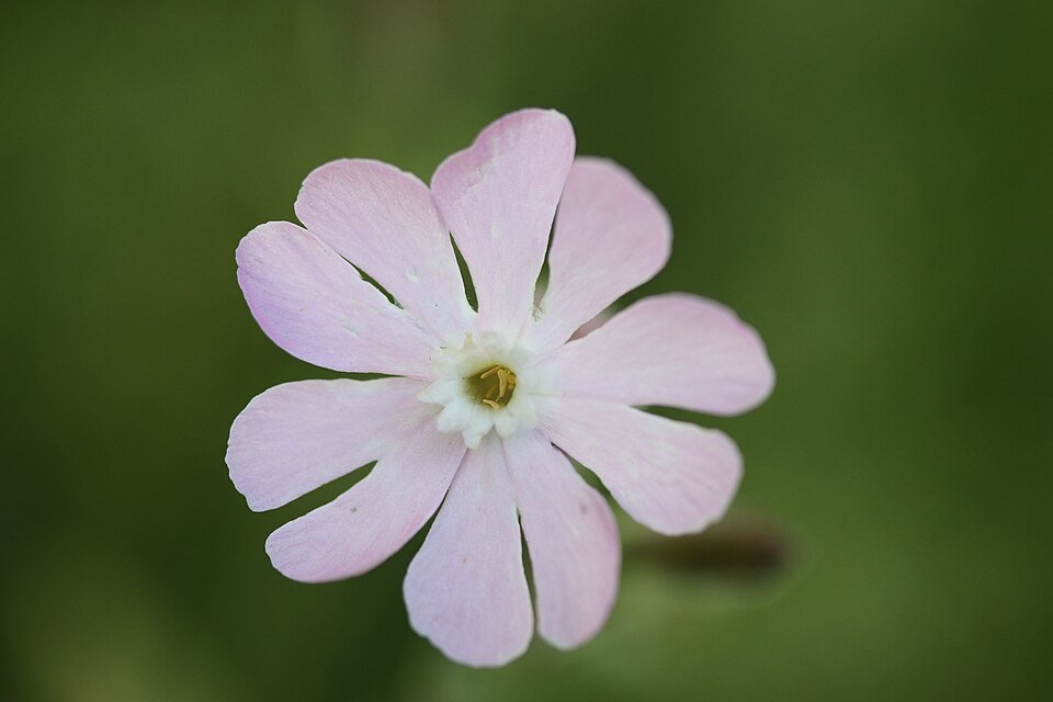 Silene × hampeana (Hybrid Campion) (alternate view 6)