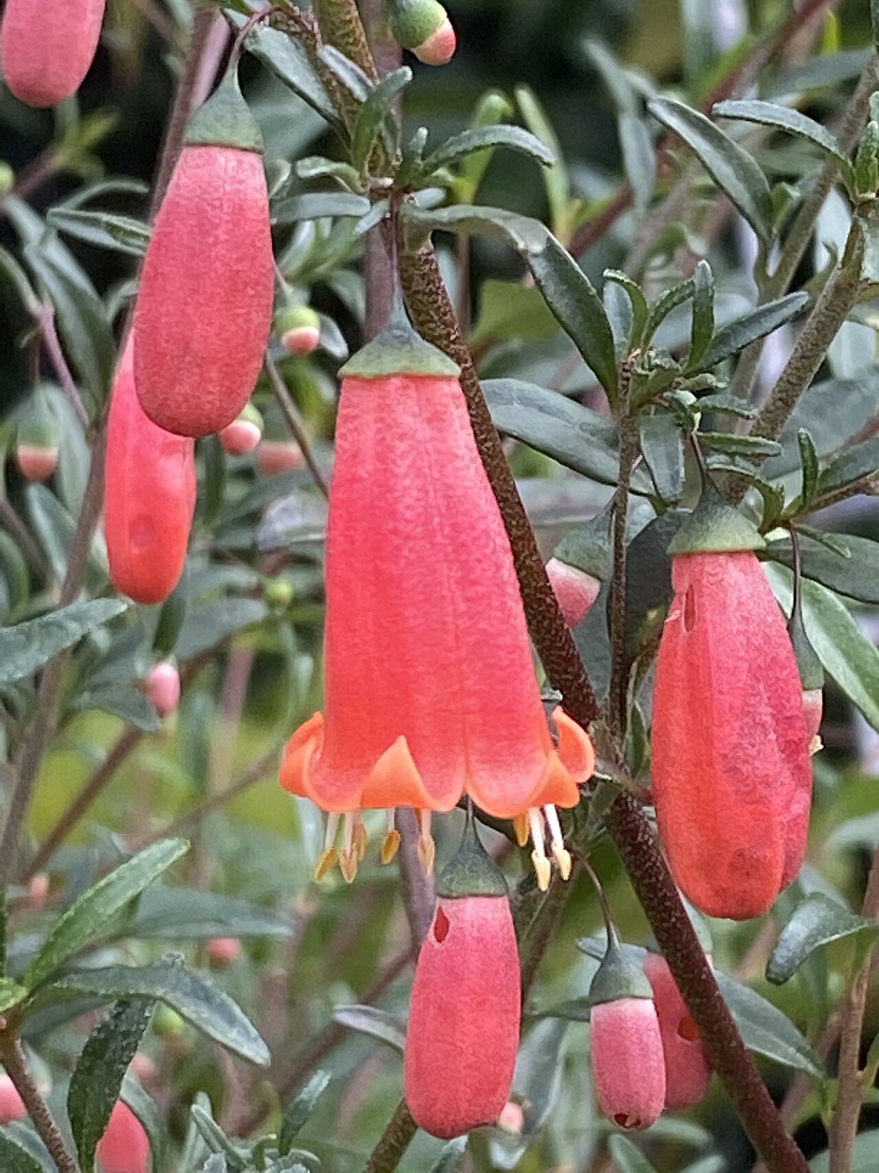 Correa pulchella, Salmon correa — mounding evergreen (Rutaceae) (image 6 of 10)