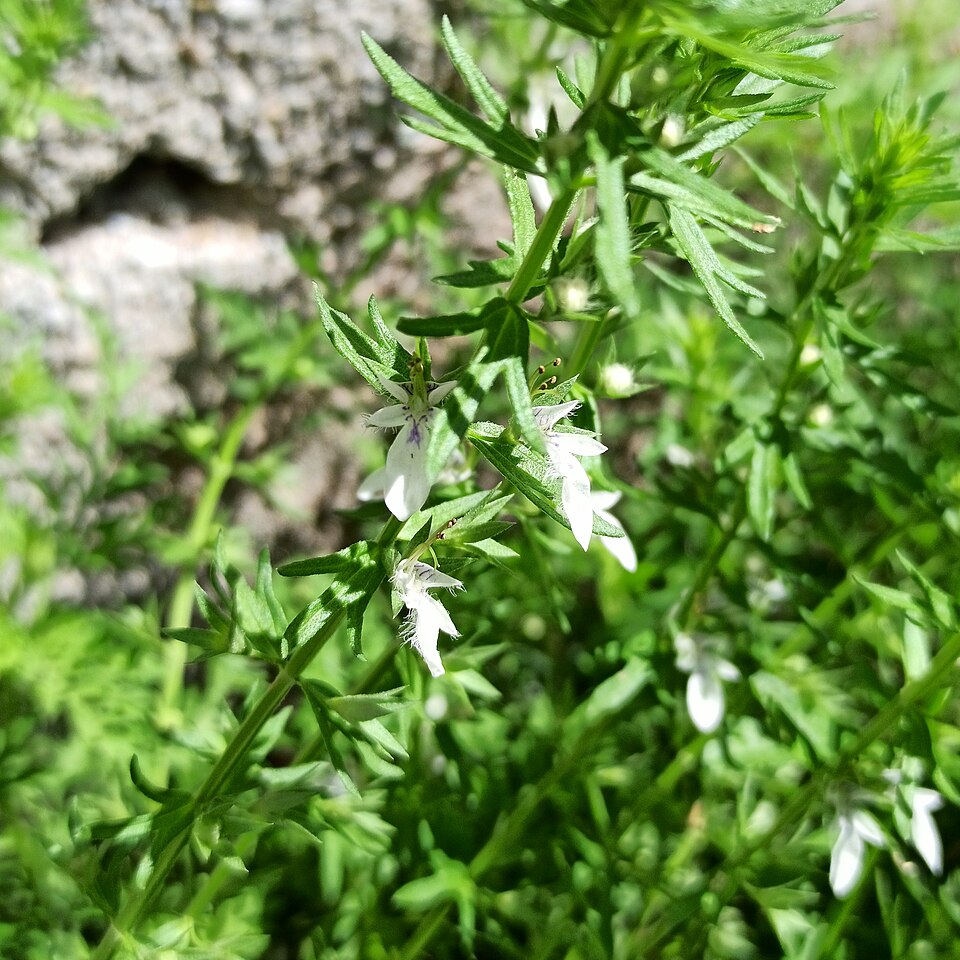 Teucrium (Woodsages) (alternate view 3)