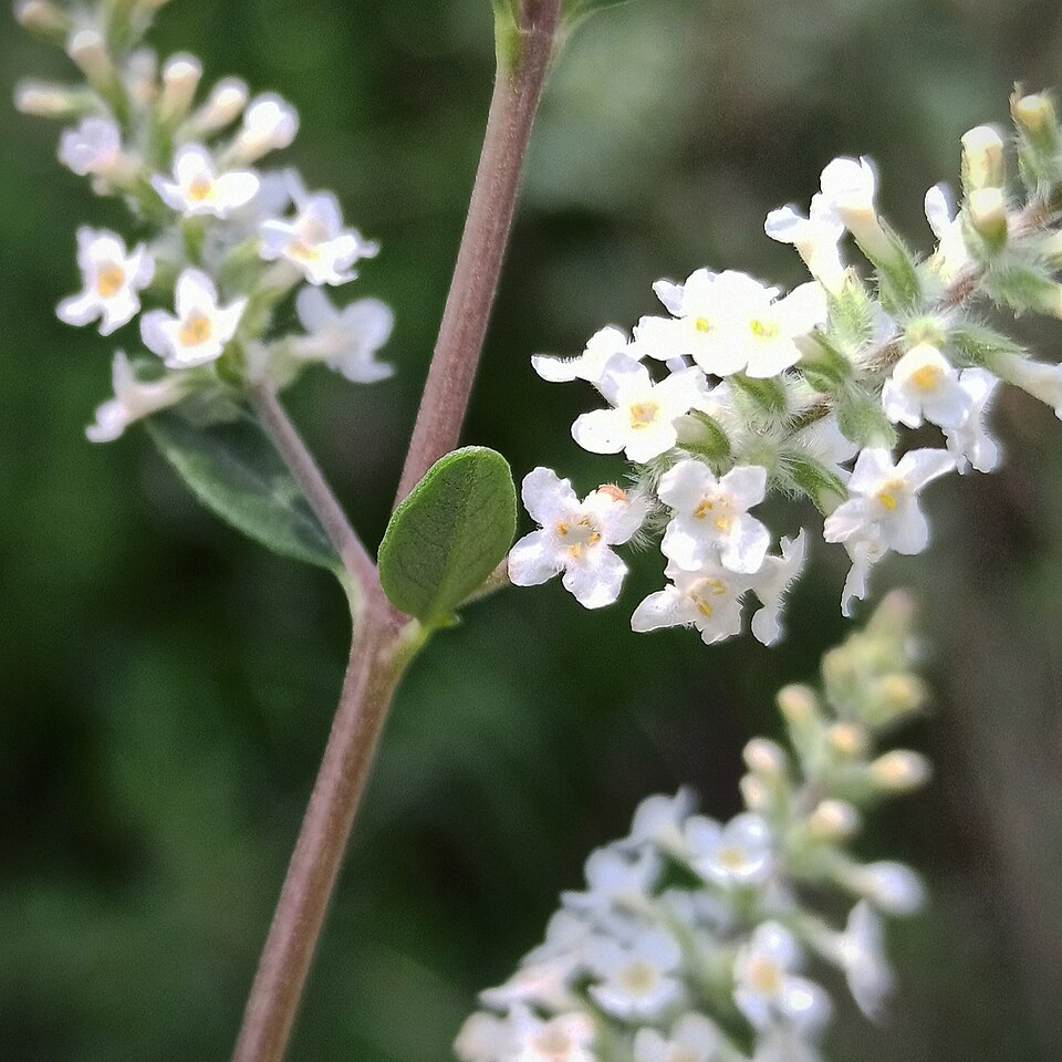 Aloysia gratissima (Whitebrush) (alternate view 7)
