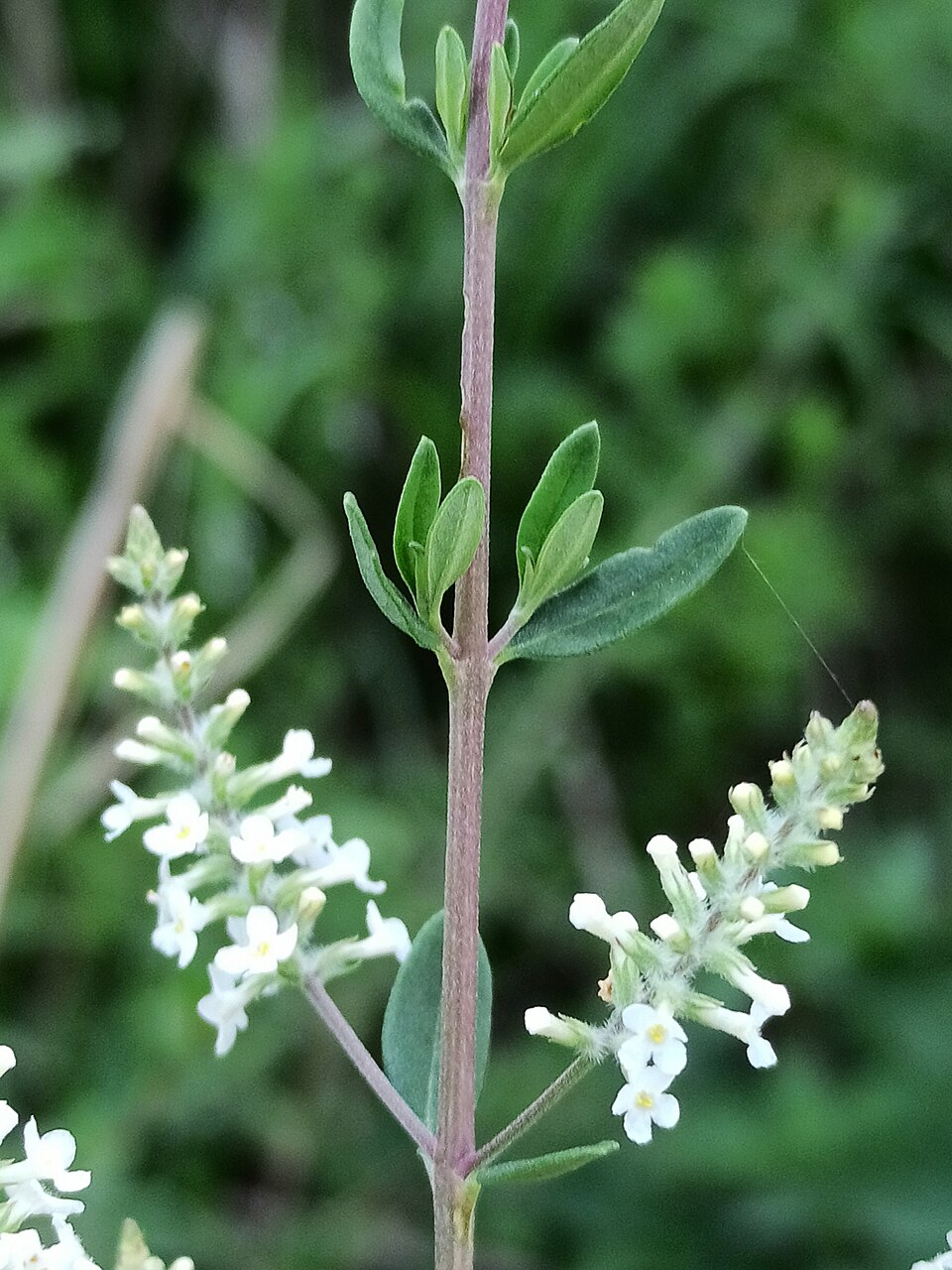 Aloysia gratissima (Whitebrush) (alternate view 8)
