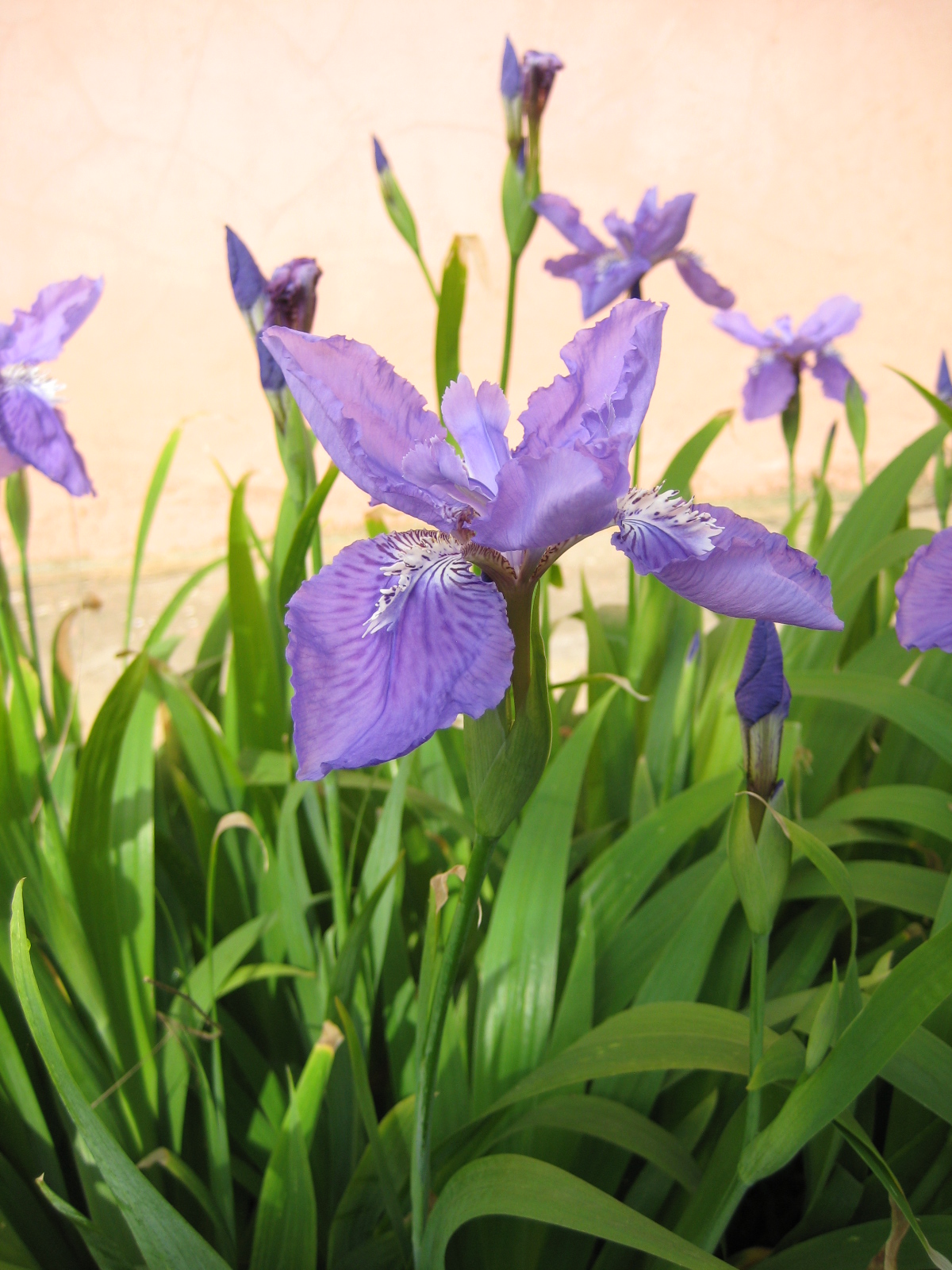 Iris tectorum, Japanese roof iris — clumping deciduous (Iridaceae) (image 7 of 10)