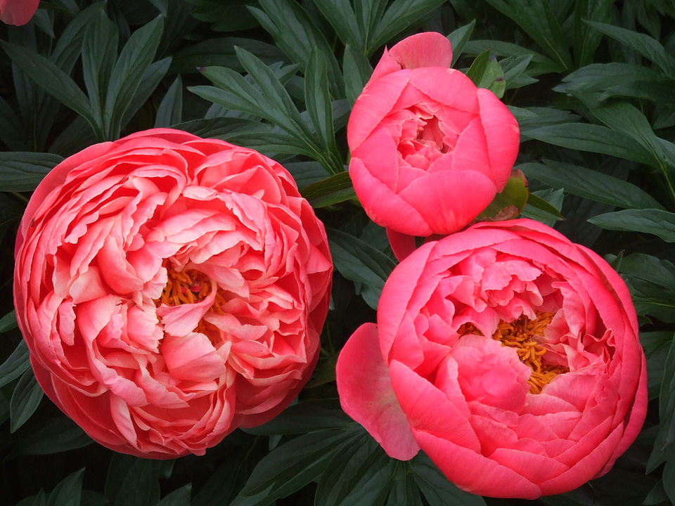 Paeonia 'Coral Charm' (Coral Charm Peony)