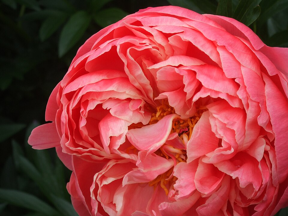 Paeonia 'Coral Charm' (Coral Charm Peony) (alternate view 2)