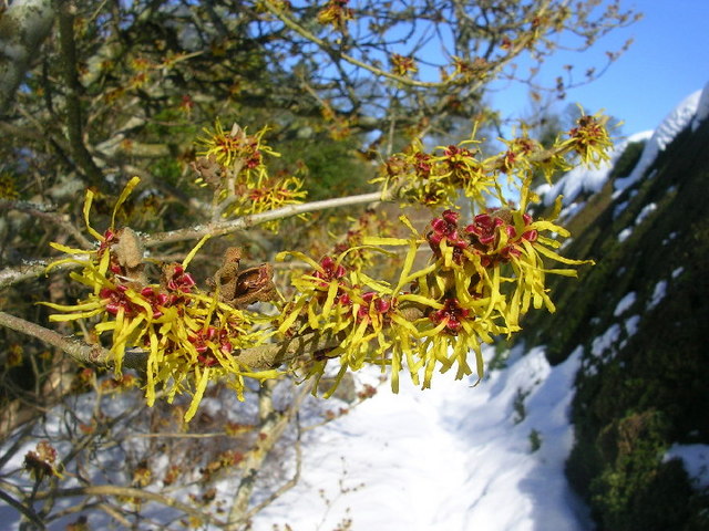 Hamamelis mollis (Chinese witch hazel) (alternate view 10)
