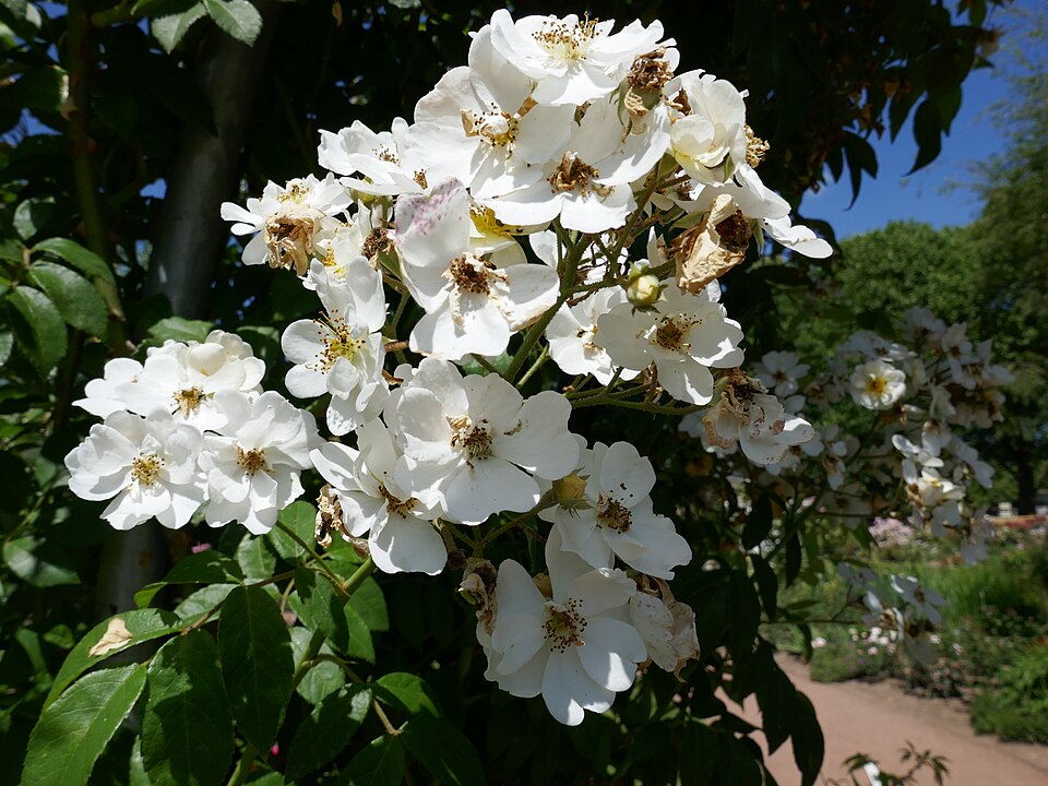 Rosa 'Seagull' (Seagull Rose)