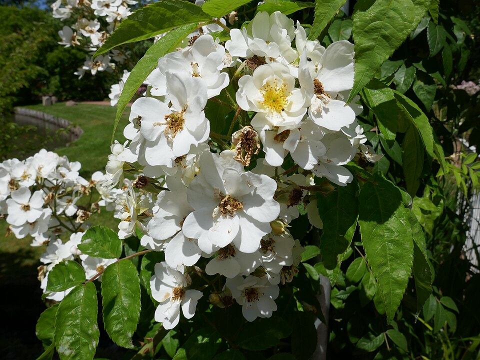 Rosa 'Seagull' (Seagull Rose) (alternate view 2)