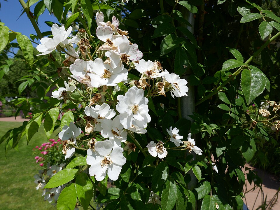 Rosa 'Seagull' (Seagull Rose) (alternate view 3)