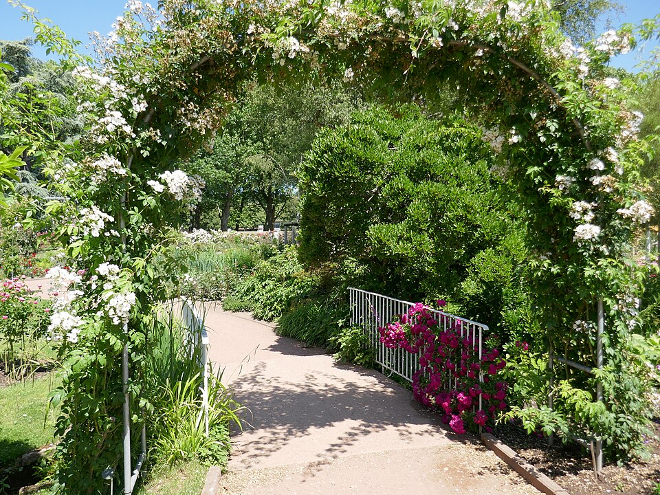 Rosa 'Seagull' (Seagull Rose) (alternate view 4)