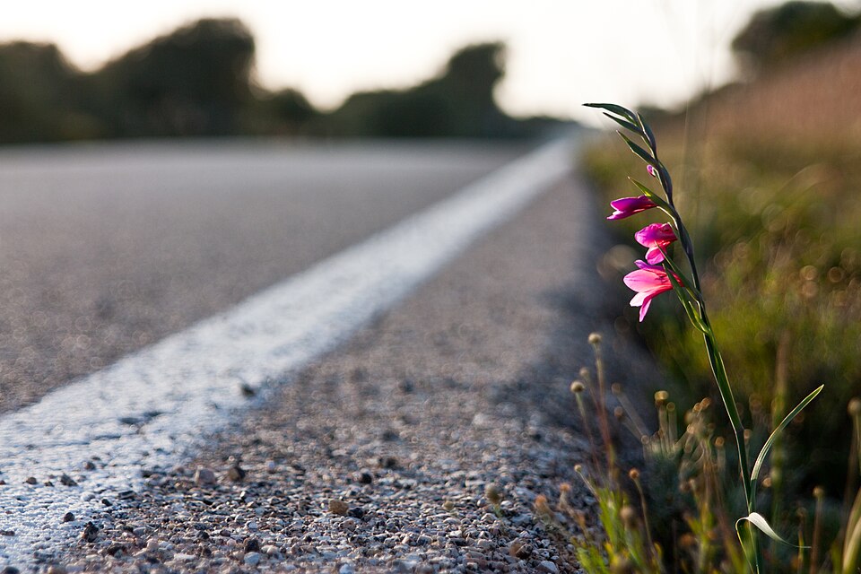 Gladiolus (Gladioli) (alternate view 2)