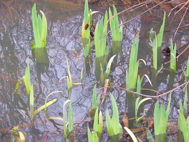 Iris pseudacorus (Yellow Iris)