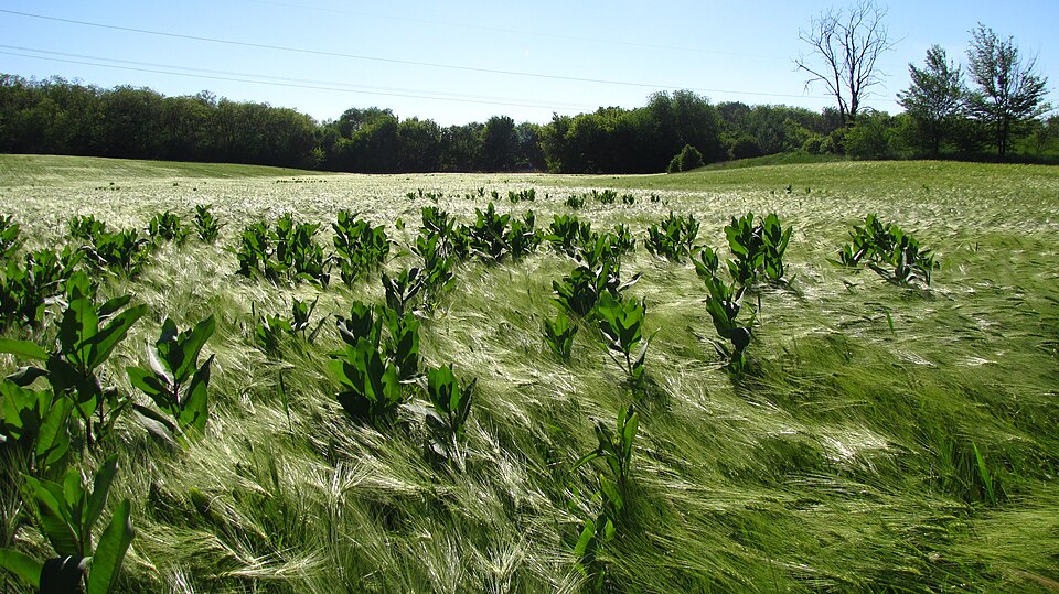 Asclepias syriaca (common milkweed)
