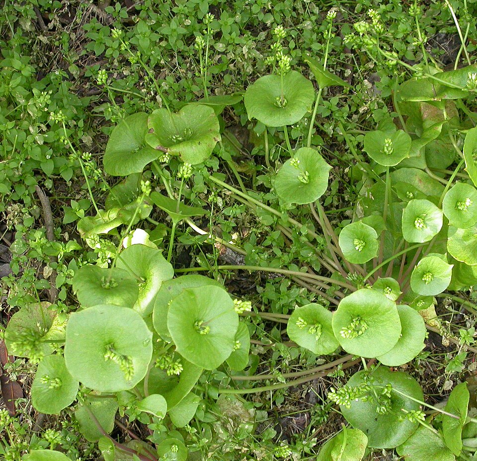 Claytonia perfoliata (Miner's Lettuce) (alternate view 11)