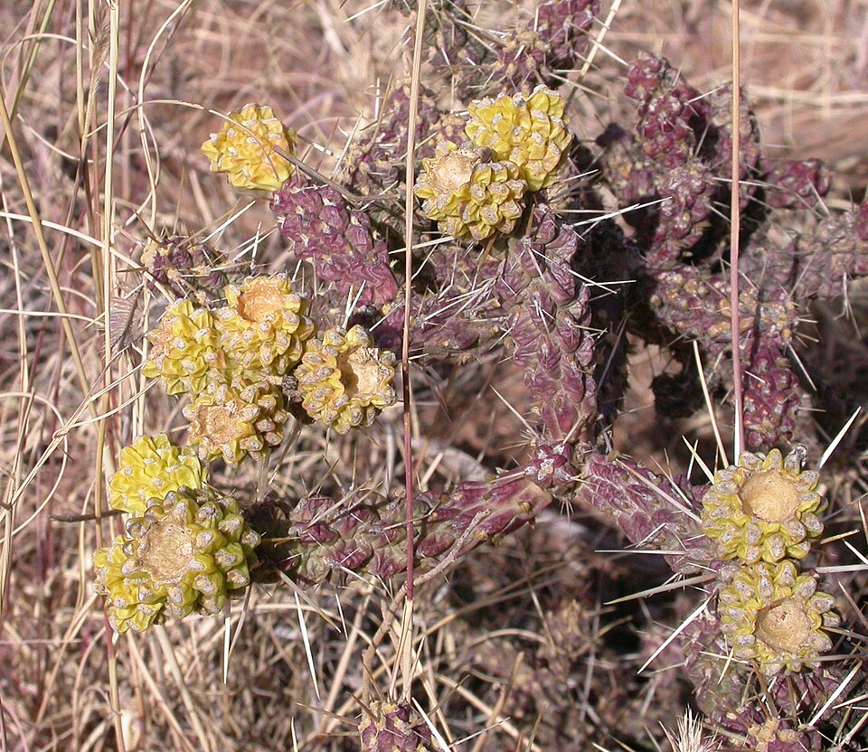 Cylindropuntia whipplei (Whipple's Cholla) (alternate view 6)