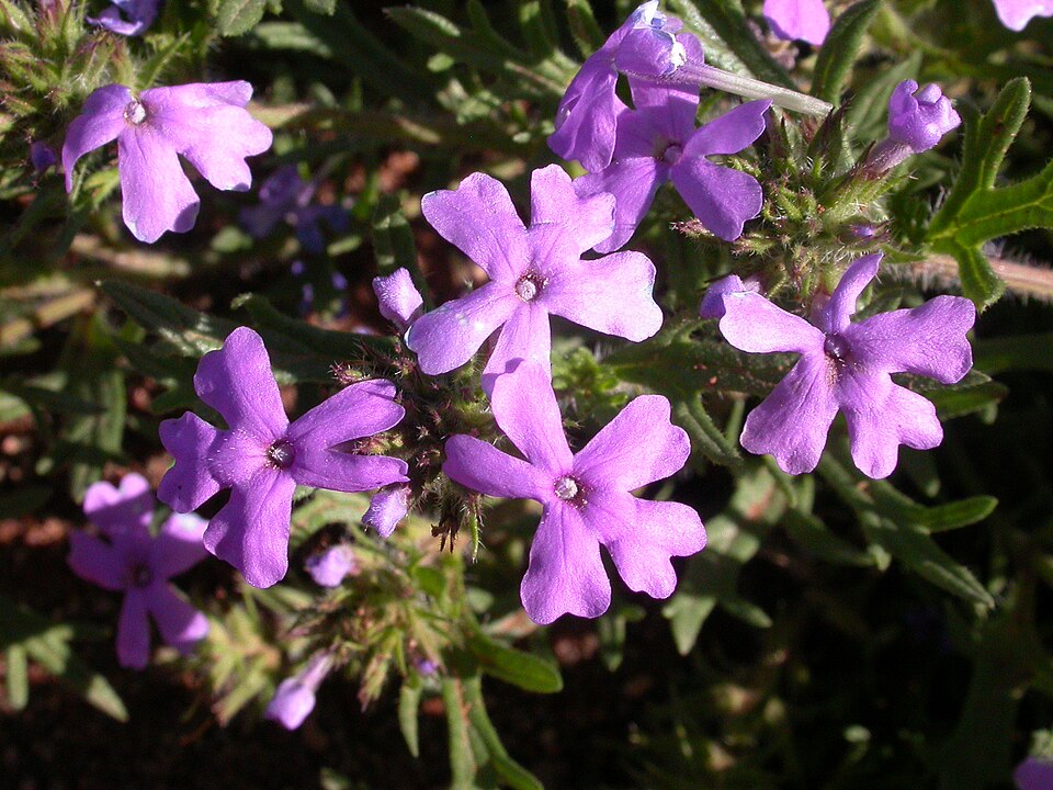 Glandularia bipinnatifida (Dakota mock vervain)