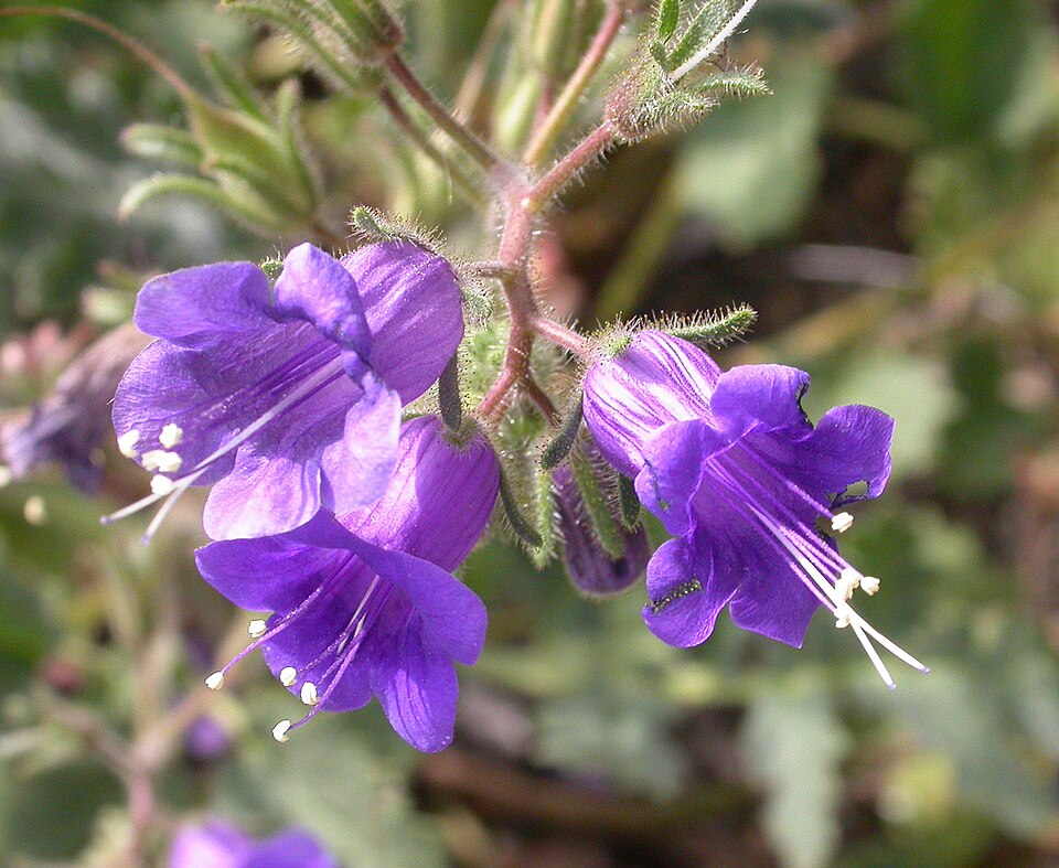 Phacelia campanularia (desert bluebells) (alternate view 7)