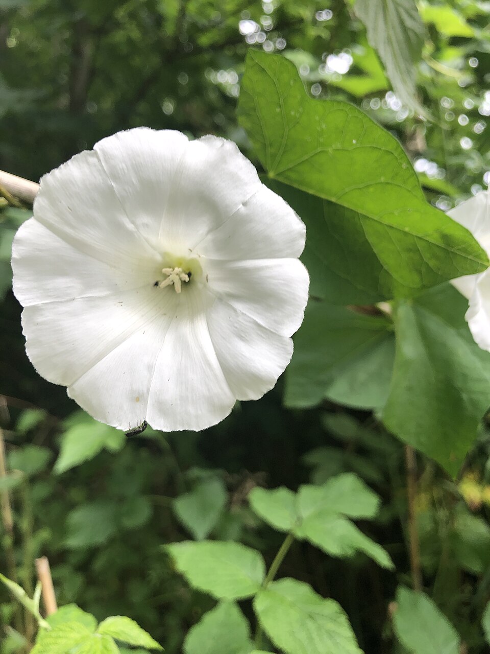 Calystegia (false bindweeds) (alternate view 3)