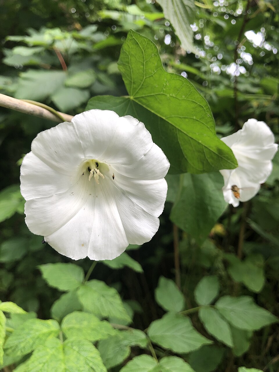 Calystegia (false bindweeds) (alternate view 4)