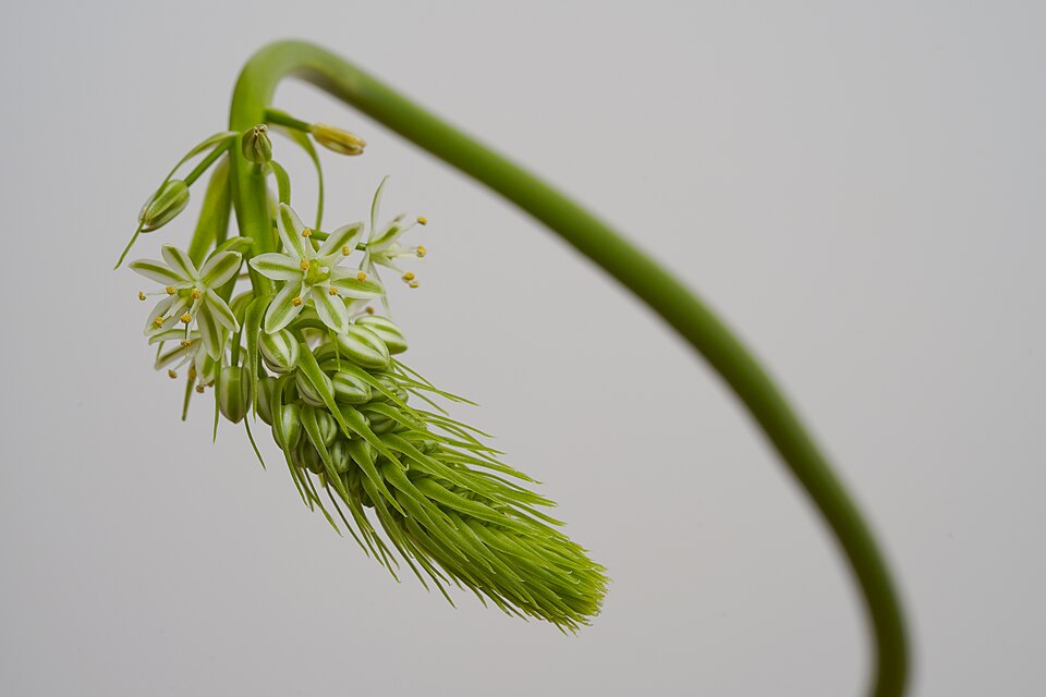Albuca (Slimelilies)