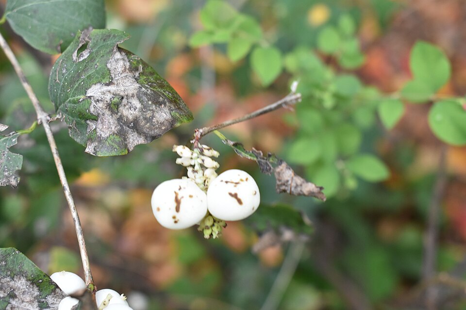 Physocarpus (ninebarks) (alternate view 3)