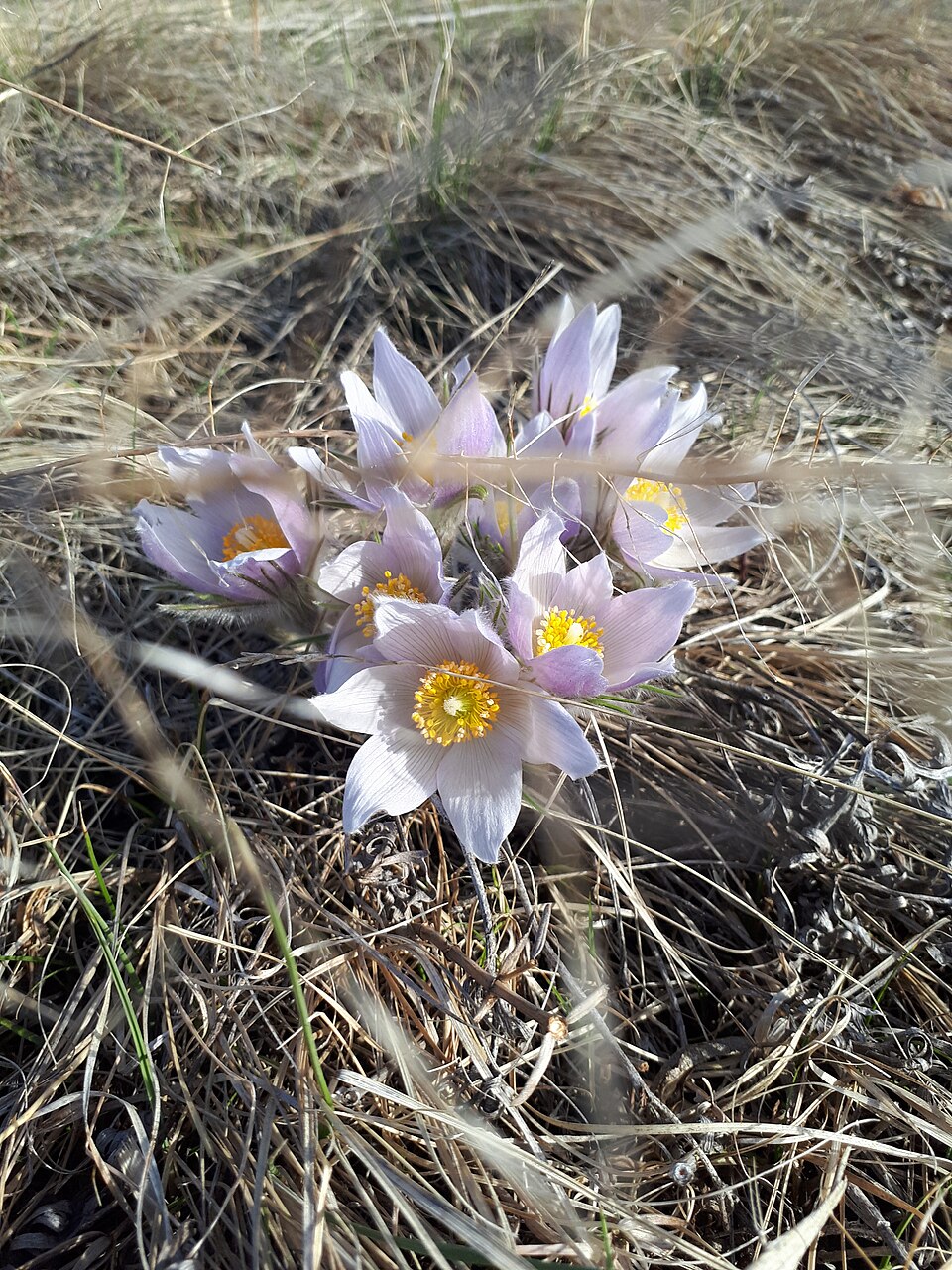 Pulsatilla nuttalliana (prairie pasqueflower)