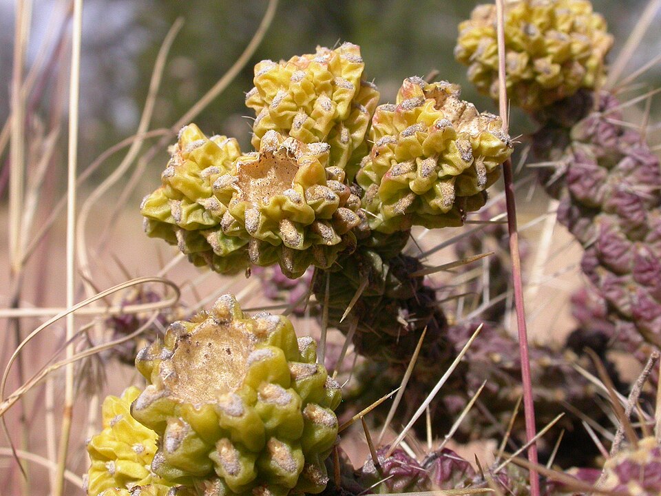 Cylindropuntia whipplei (Whipple's Cholla) (alternate view 7)
