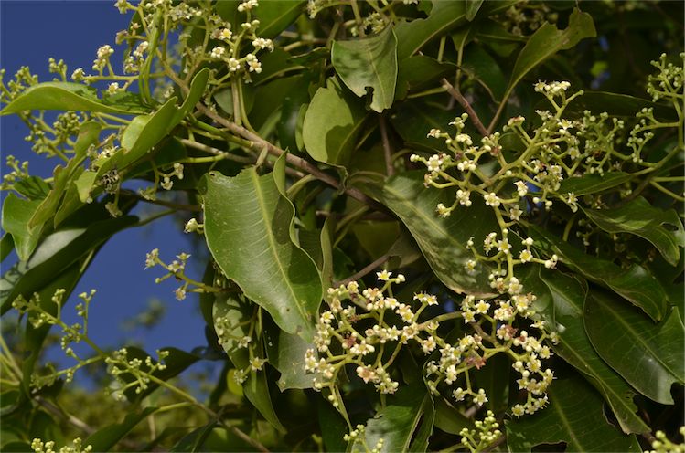 Geijera salicifolia (Axe Gapper) (alternate view 10)