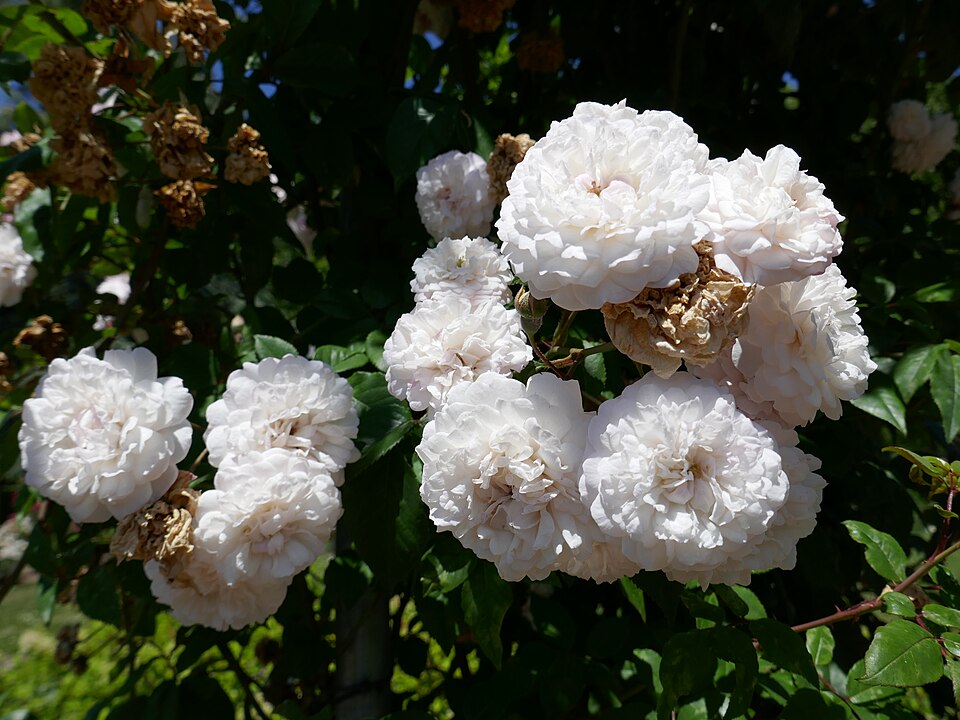 Rosa 'Félicité et Perpétue' (Felicite et Perpetue) (alternate view 4)