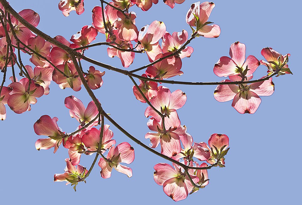 Cornus (dogwoods) (alternate view 3)