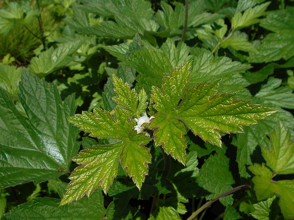 Anemone hupehensis 'September Charm' (September Charm Japanese Anemone)