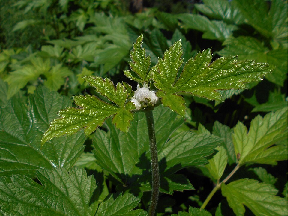 Anemone hupehensis 'September Charm' (September Charm Japanese Anemone) (alternate view 5)