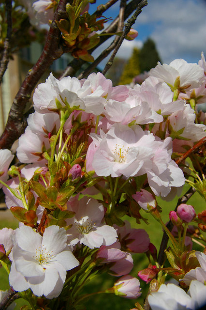 Prunus serrula, Tibetan cherry — spreading deciduous (Rosaceae) (image 5 of 10)