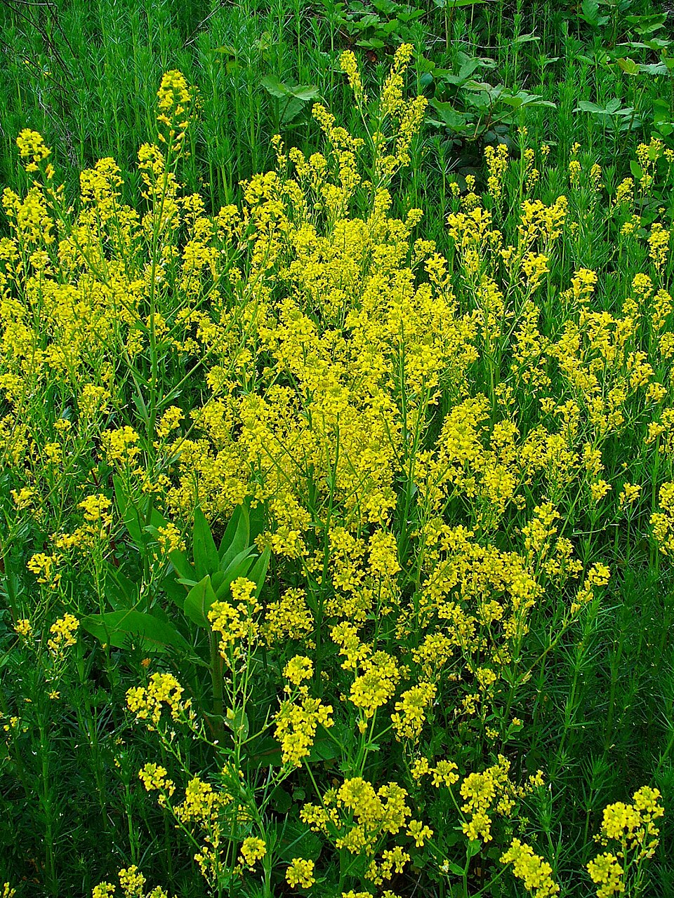 Barbarea vulgaris (bitter wintercress)