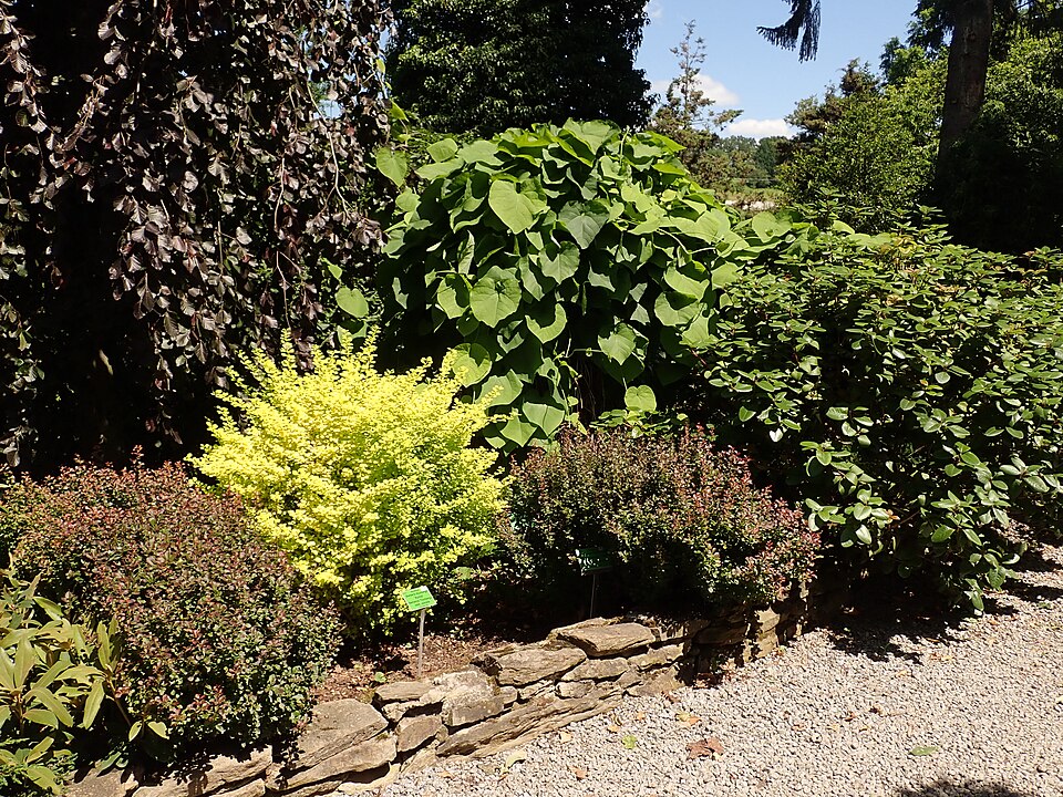 Berberis thunbergii 'Aurea' (golden Japanese barberry) (alternate view 5)