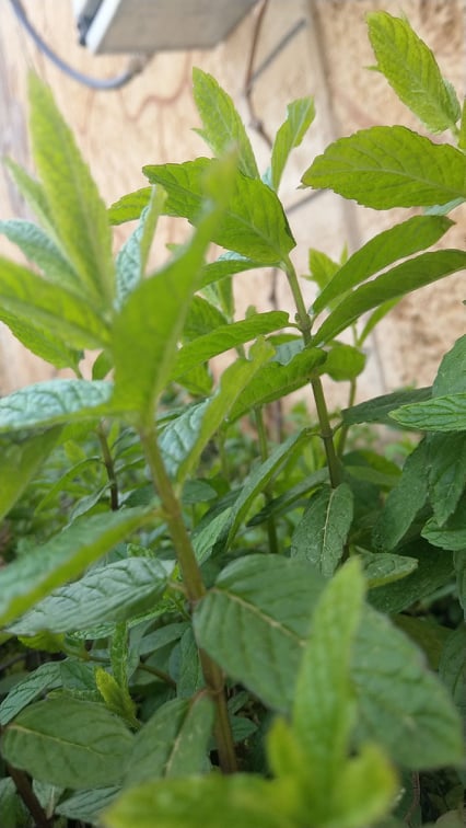 Pycnanthemum (mountain mints) (alternate view 3)