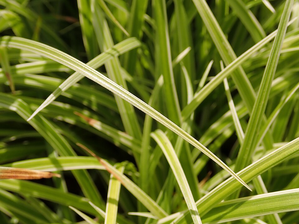 Carex 'Silver Sceptre' (Silver Sceptre Sedge) (alternate view 2)