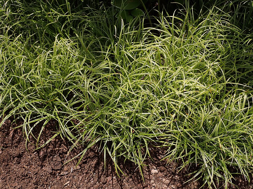 Carex 'Silver Sceptre' (Silver Sceptre Sedge) (alternate view 3)