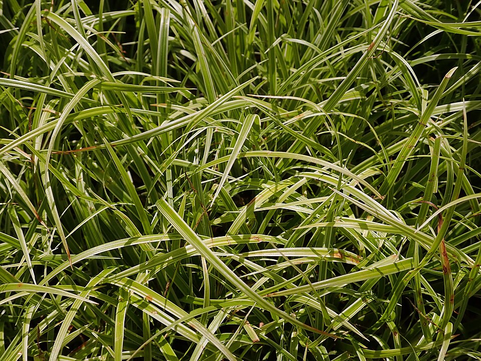 Carex 'Silver Sceptre' (Silver Sceptre Sedge) (alternate view 4)