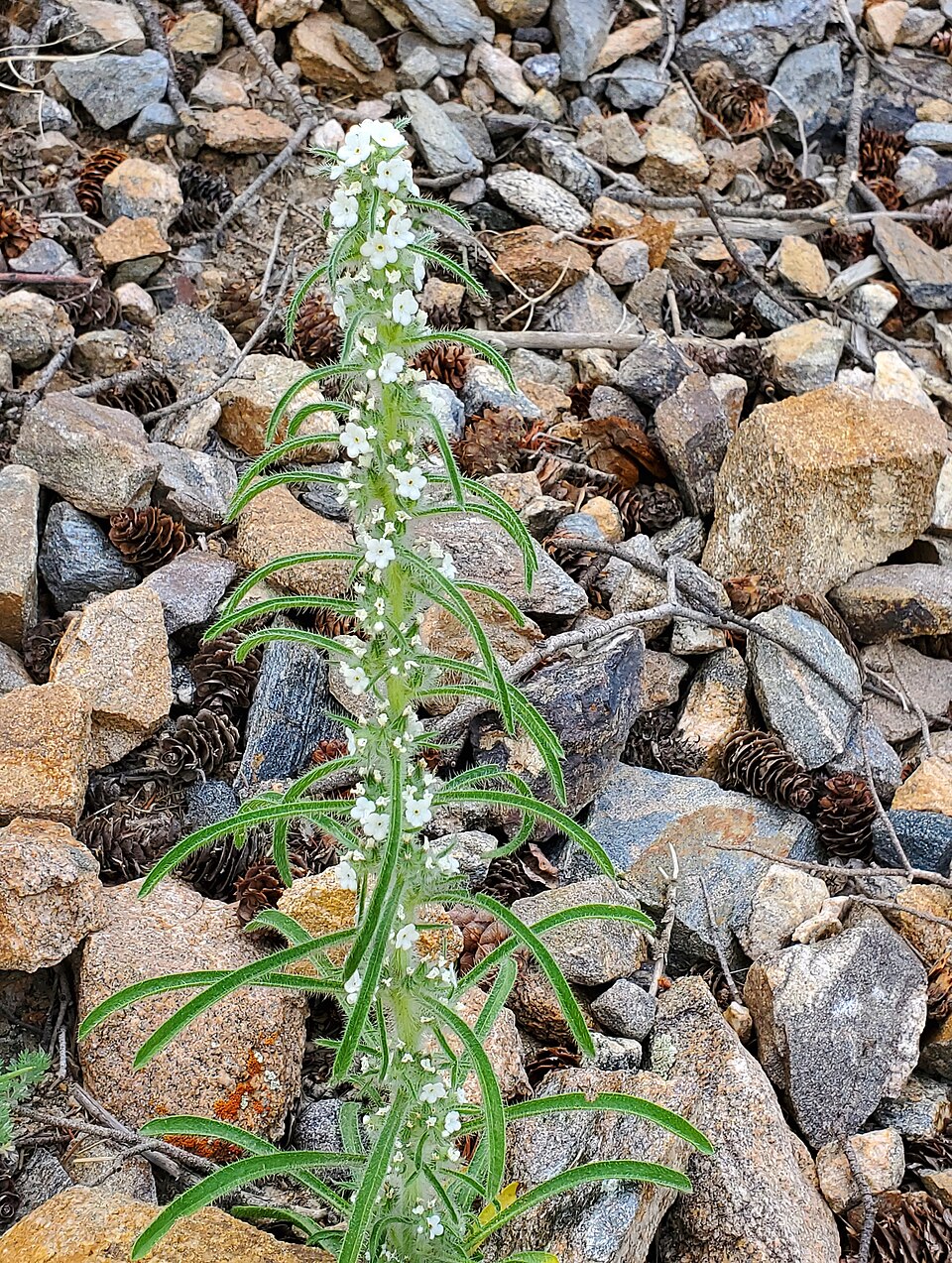 Oreocarya (Perennial Cryptanthas)