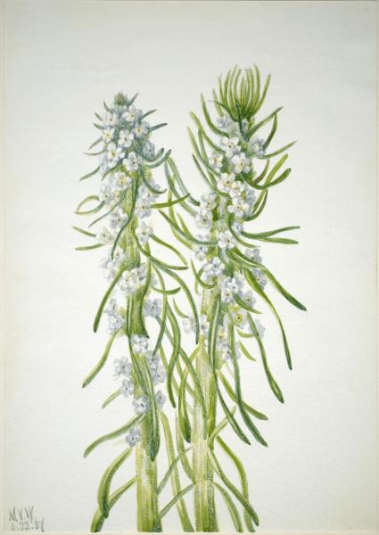 Oreocarya (Perennial Cryptanthas) (alternate view 2)