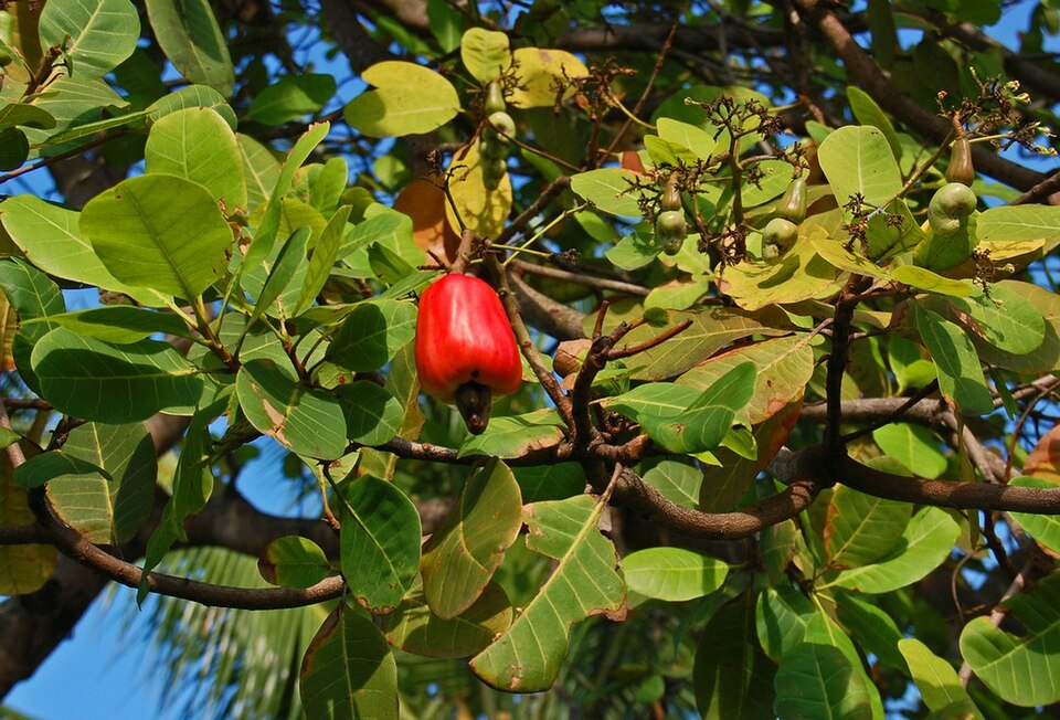 Anacardium occidentale (Cashew) (alternate view 12)