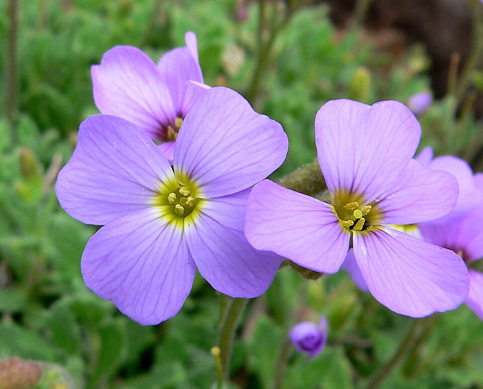 Aubrieta deltoidea (purple rock cress)